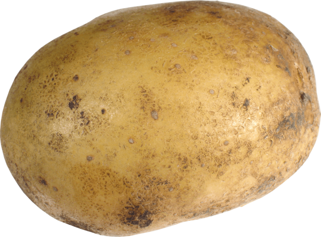 A single, texturized, juicy looking potato.